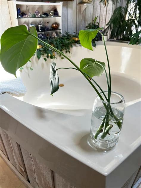 monstera water consumption